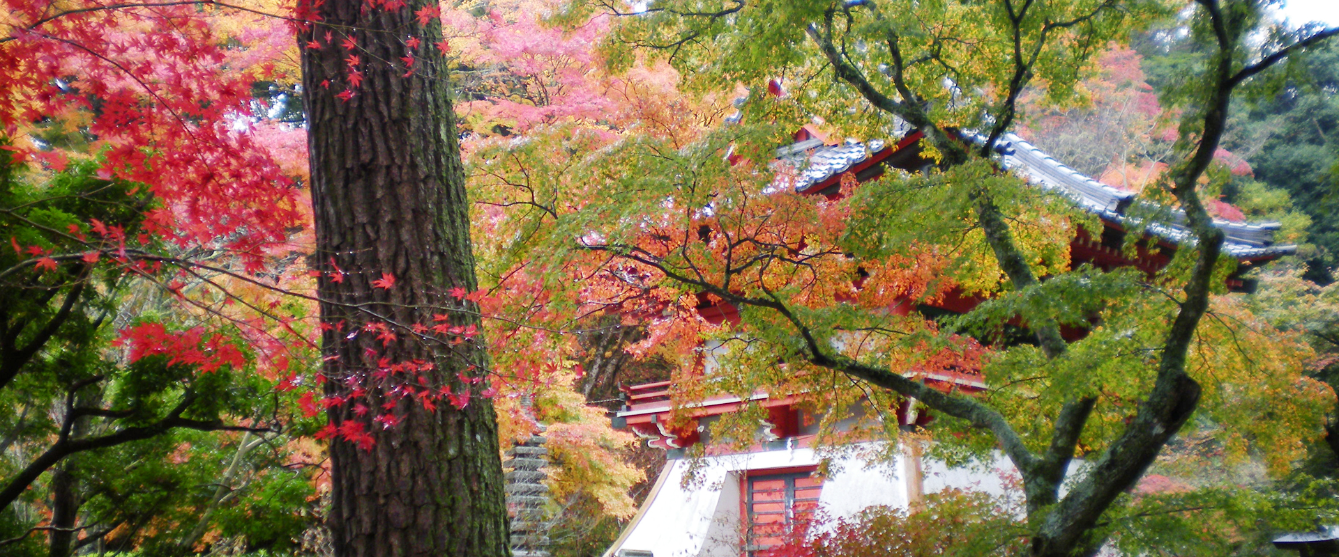 宗教法人 新大佛寺