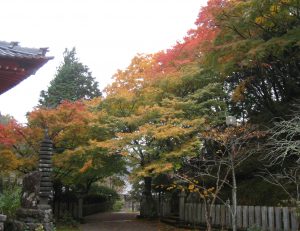 境内の紅葉が見頃になってきました。