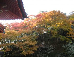 紅葉がだいぶ進みました。