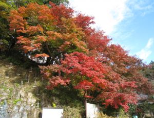 昨夜の風で紅葉の絨毯が出来上がりました。