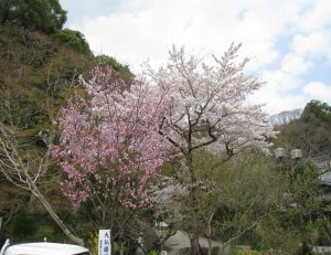 桜が満開です。山内に沢山のお花が咲いております。