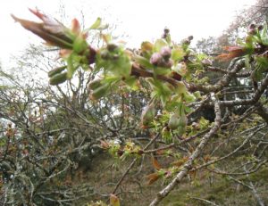 御衣黄の状況　４月６日