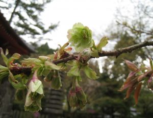 御衣黄が開花しました。