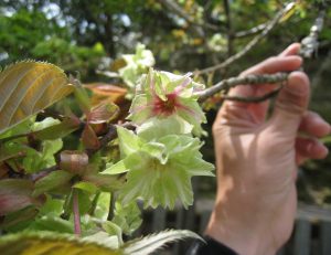 御衣黄桜や八重桜の開花状況　４月１４日