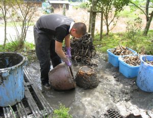 蓮の植え替えを致しました。