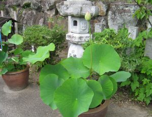蓮の蕾が大きくなってきました。