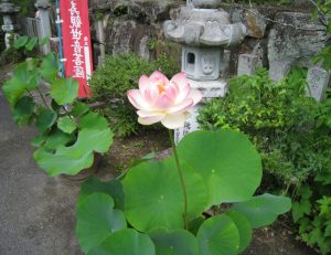 蓮の花が開花致しました。