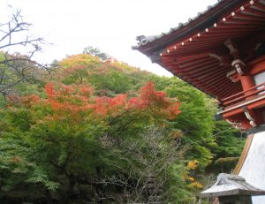 紅葉が色づき始めました。