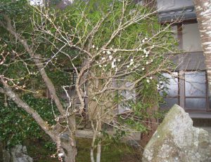 梅の花が開花致しました。