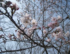 桜が咲き始めました。