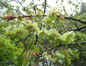 御衣黄桜や境内の花々が満開となって来ております。