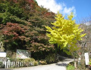 紅葉が始まりました。