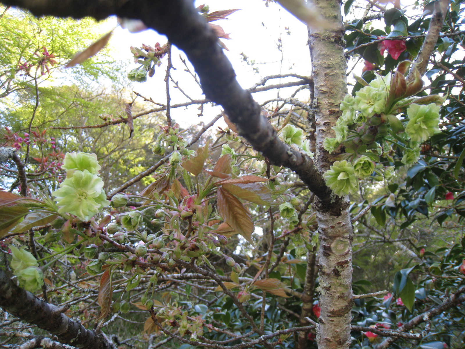 御衣黄桜や季節の花々が咲き始めました 新大仏霊園 寺 三重県 墓 金剛霊園 伊賀市