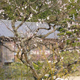 春の彼岸法要