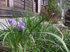 1月 寒あやめ