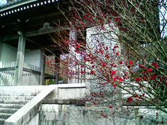 2月 紅梅