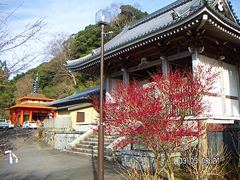 3月 紅梅の蕾