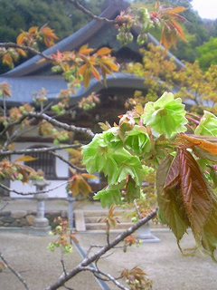 4月 御衣黄桜