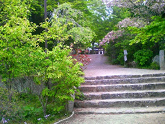 5月 新緑