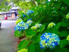 6月 あじさい