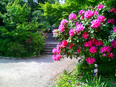 6月 石楠花