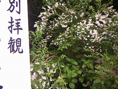 6月 更紗空木
