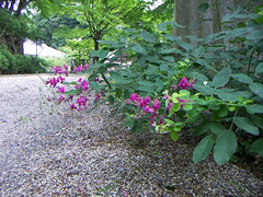 6月 萩