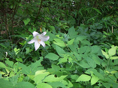 6月 ささゆり