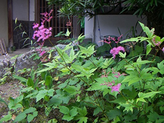6月 下野草