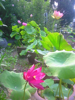 7月 蓮の花が咲きました。