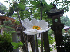 9月 秋明菊 白(一重)