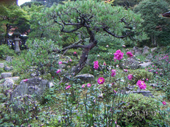 10月 ピンクの秋明菊(八重)