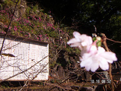10月 四季桜【十月桜】
