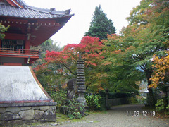 11月 紅葉のグラデーション