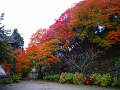 11月 紅葉真っ盛り