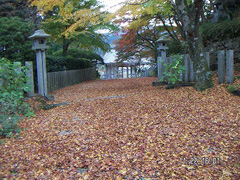 11月 紅葉の絨毯