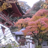 11月下旬紅葉茶会