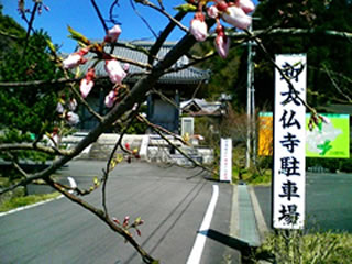 山門前の桜