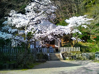 大師堂の前の桜