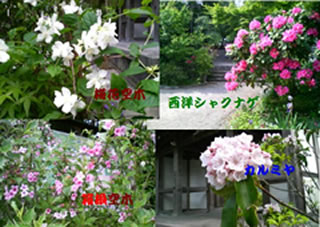 5月の花たち
