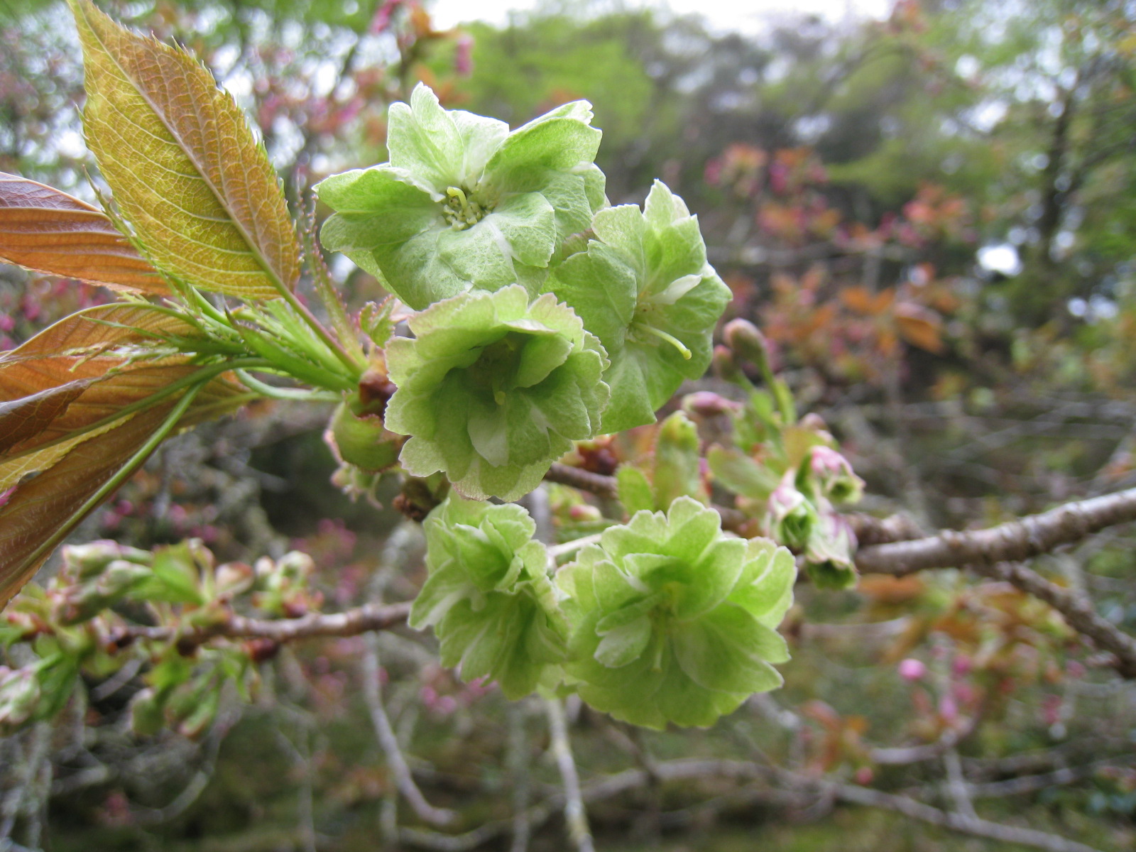 御衣黄桜が開花致しました。