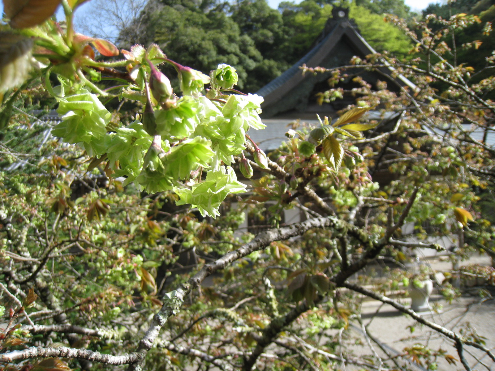 御衣黄桜