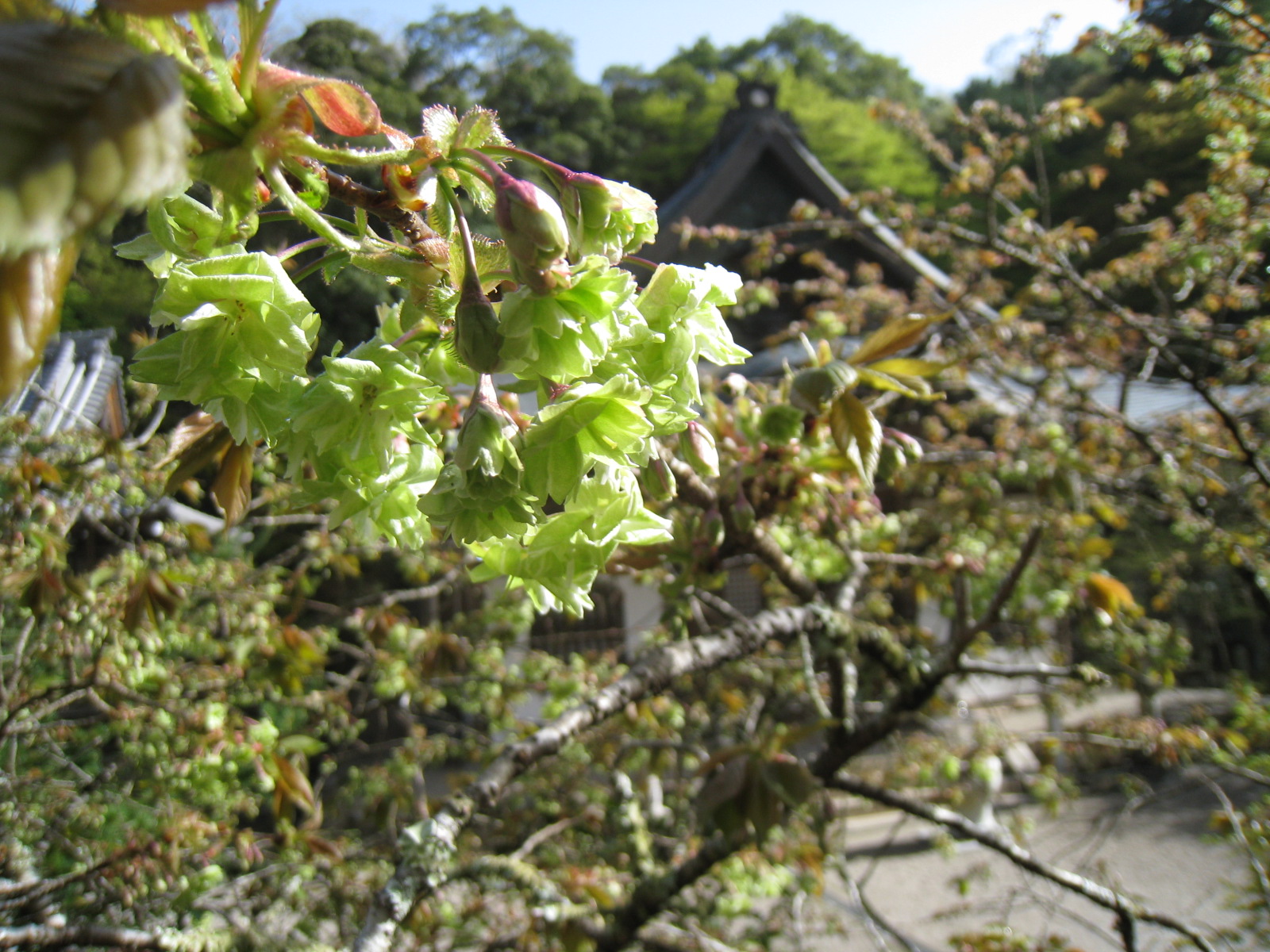 御衣黄桜が開花いたしました。