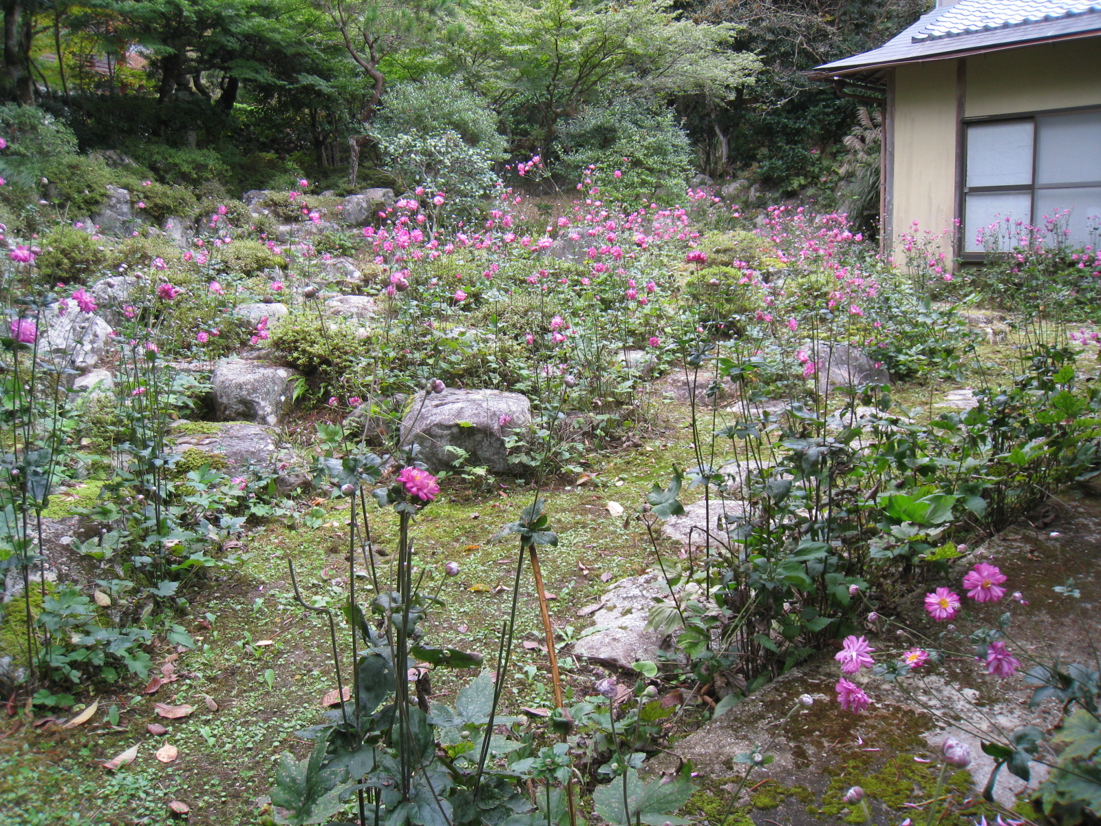 境内の秋明菊が開花しております。