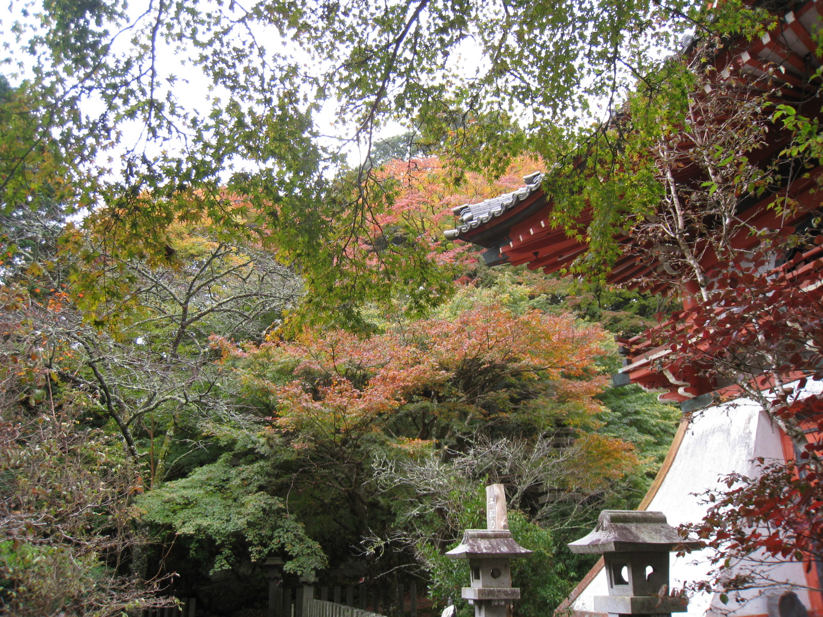 境内の木々が色づき始めました。紅葉の様子